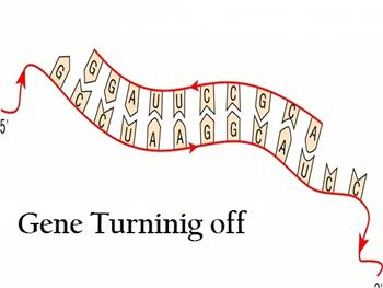 جهش ژنتیکی باعث شکل نادری از آتروفی عضلانی می شود