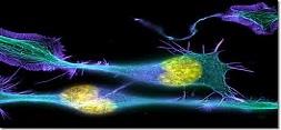دانشمندان سلول های مغزی را از ادرار انسان تولید کردند