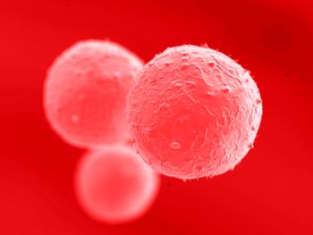 تولید پیش سازسلول های ریوی و تیروئید از سلول های بنیادی جنینی