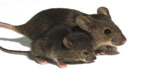   جلوگیری از کوتولگی در موش ها توسط پروتئین FGFR3