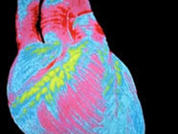 محققین پروتئینی را کشف کرده اند که به عنوان یک سوئیچ مرکزی برای تقسیم سلولی قلب عمل می کند