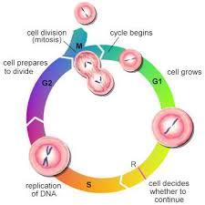 کشف اهمیت چرخه سلولی با استفاده ار تحقیقات سلول های بنیادی