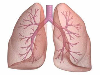 حدود ۸۰۰ ميليون نفر در جهان مبتلا به بيماري هاي مزمن تنفسي هستند