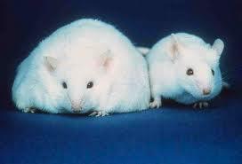 تولید موش های جدید برای مطالعه بهتر سرطان پروستات