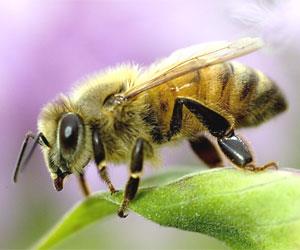 تشخیص سرطان با زنبورهای عسل آموزش دیده