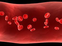 روش جدید برای تولید گلبول قرمز و پلاکت از سلول های پرتوان القایی(iPS)