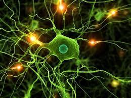 استفاده از بیوپسی های کوچک مغز در رشد سلول های مغز بیماران