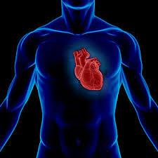التیام قلب با استفاده از سلول های بنیادی جوان استخوان
