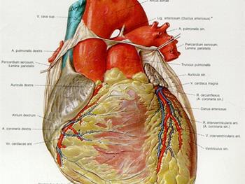 استفاده از سلول های بنیادی تک هسته ای مغز استخوان عملکرد قلب را بهبود نمی بخشد