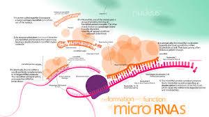 مبارزه با گسترش سرطان توسط microRNAها