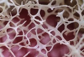 تبدیل سلول های بنیادی به سلول های استخوانی