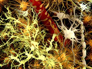 تولید نورون های جدید در مغز و نخاع پستانداران بالغ