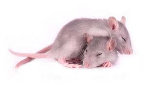 بهبود مشکلات خواب در موش هایی با آسیب های مغزی توسط اسید آمینه های غذایی