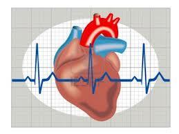 پیوند ژنی به قلب های آسیب دیده ایجاد ضربان سازهای بیولوژیک می کند