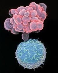 القای یک فاجعه متابولیکی در سلول های سرطانی