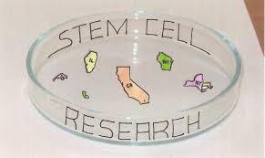  کشف منبع جدید سلول های بنیادی بافت چربی