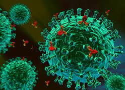 سلول های ایمنی ضد ویروسی می تواند مانع از عفونت های ضد ویروسی ایجاد شده به وسیله سیتومگالوویروس ها شود