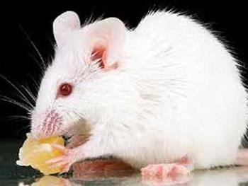 درمان بیماری کبد در موشها با روش انقلابی ویرایش ژن