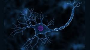 سلول های گلیالی عاملی کلیدی در سلول درمانی آسیب های سیستم عصبی مرکزی