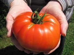 محققین می گویند ژن هایی که سلول های بنیادی گیاهی را می سازند منشا گوجه فرنگی های غول پیکر را  نیز نشان می دهند!
