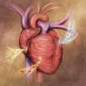 استراتژی های ترمیم قلبی باید بر مبنای شدت آسیب وارده به بافت قلبی باشد