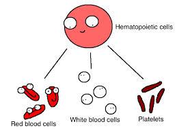 	شناسایی یک ژن دخیل در سلول های بنیادی خون ساز