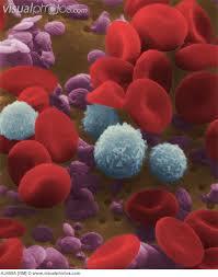 نقش SIRT1 در سلامت سلول های بنیادی خون ساز