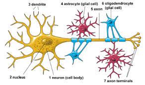 فاکتور رشد خونی سلول های بنیادی عصبی را فعال می کند
