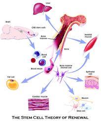 اثر سلول های بنیادی گردش کننده خون روی سلامتی قلب وعروق