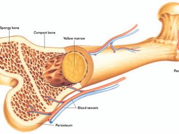 سلول های بنیادی استخوان موجب ترمیم استخوان و غضروف در موش های بالغ می شوند