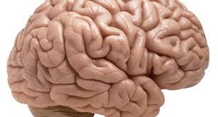 چین خوردگی مغز به مساحت سطح و ضخامت بستگی دارد نه تعداد نورون ها