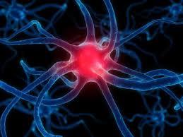ارتباط کمبود چربی با تحلیل رفتن نورون ها