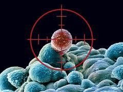 سلول های ایمنی در خدمت سلول های بنیادی سرطان