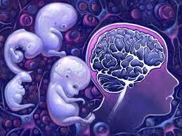 مغز نوزادان سریع تر از ان چه تصور می کنیم رشد می کند