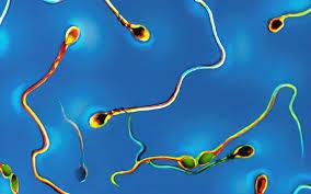 ایجاد اسپرم انسانی در آزمایشگاه به وسیله محققین فرانسوی