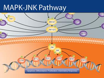 نقش کلیدی پروتئین JNK در تکثیر سلول های بنیادی و ترمیم بافتی