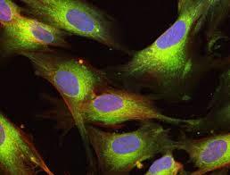 سلول های بنیادی آمنیوتیک رشد عروق خونی را در هیدروژل درمانی افزایش می دهند