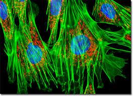 مواد فلورسنس چگونگی رشد سلول ها را نشان می دهند