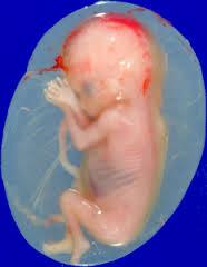 باید از جنین های سقط شده در مطالعات سلول های بنیادی استفاده کرد؟(2)