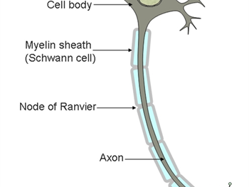 تبدیل سلول های بنیادی جنینی انسانی به سلول های طناب نخاعی 