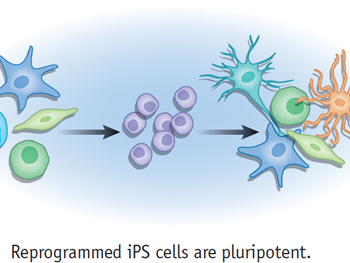با استفاده ازiPSCهای مشتق از سلول های پوست بیماران می توان ژن هایی که ریشه بیماری های روانی هستند را شناسایی کرد