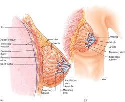 ارتباط سیگنال های تنظیم کننده فعال سازی سلول های بنیادی پستانی طی بارداری با سلول های سرطانی سینه 