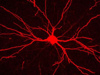 کشف راهی نوین در افزایش رشد عصب پس ازآسیب 