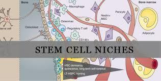 شبیه سازی نیچ سلول های بنیادی