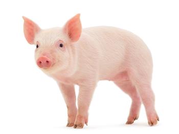 محققین موفق شده اند با موفقیت سلول های بنیادی انسانی  را به خوک پیوند زده و رشد دهند