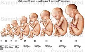 تولد 4 تا 6 هفته قبل از موعد مقرر ساختار و عملکرد مغز را تحت تاثیر قرار می دهد