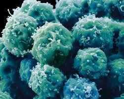 حفظ پرتوانی سلول های بنیادی و نقش کلیدی پارازیت های ویروسی
