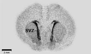 تحریک سلول های بنیادی بوسیله جمعیت نورونی ناشناخته در SVZ برای تولید نورون های جدید