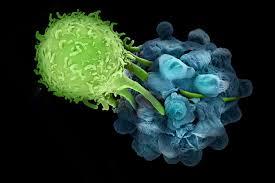 سلول های ایمنی گهواره ای را برای سلول های بنیادی پستانی ایجاد می کنند