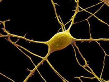نورون های ساخته شده از سلول های خونی: ابزاری جدیدی برای درک بیماری های مغزی